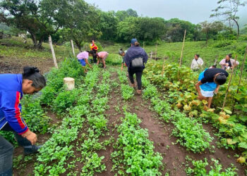 Medidas para reducir el impacto de las altas temperaturas en cultivos y ganado