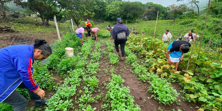 Medidas para reducir el impacto de las altas temperaturas en cultivos y ganado