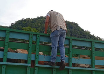 Refuerzan vigilancia preventiva por el Gusano Barrenador en Modesto Méndez