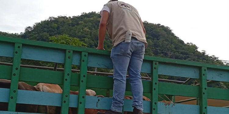 Refuerzan vigilancia preventiva por el Gusano Barrenador en Modesto Méndez