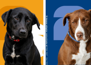 ¿Está listo para adoptar? 