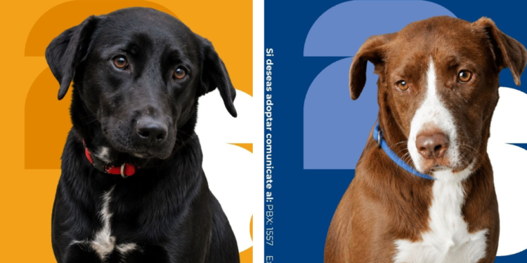 ¿Está listo para adoptar? 