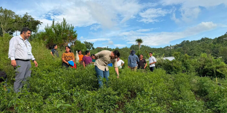 Optimizan cultivo de hortalizas en comunidad de San Pedro Carchá con sistema de minirriego
