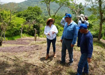Técnicas de conservación de suelos fortalecen la producción sostenible en Chiquimula