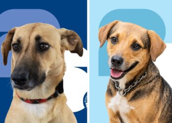 ¿Está listo para adoptar a su nuevo mejor amigo?