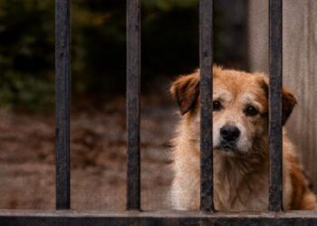 ¿Cómo denuncio un caso de maltrato animal?
