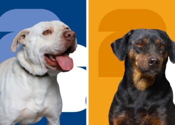 ¿Te gustaría adoptar a un buen amigo?