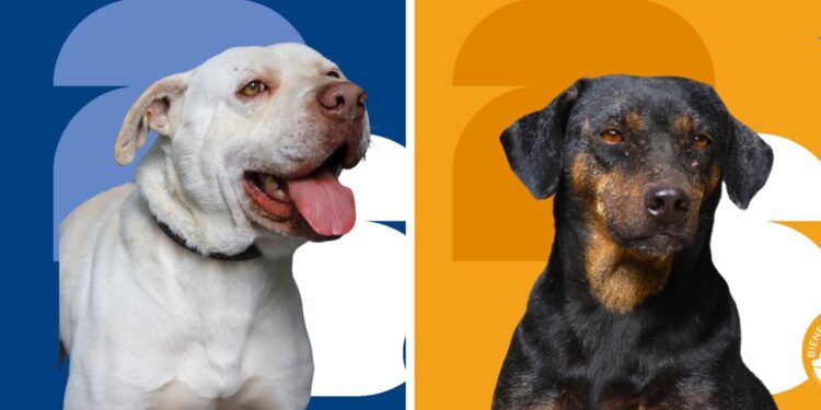 ¿Te gustaría adoptar a un buen amigo?