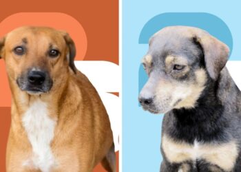 Ellos buscan una familia. Conoce el álbum de perritos en adopción