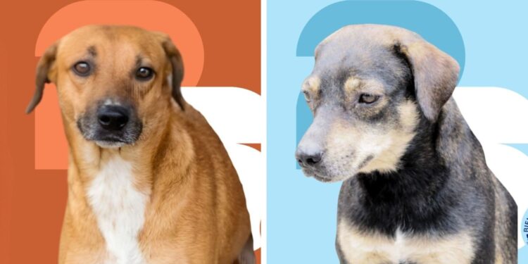 Ellos buscan una familia. Conoce el álbum de perritos en adopción