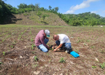 Visita técnica fortalece el manejo del cultivo de maíz en comunidad rural de Petén