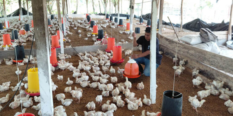 Brindan asistencia técnica para mejorar el manejo de pollos de engorde