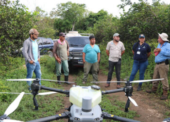 Fumigan plantación con dron agrícola