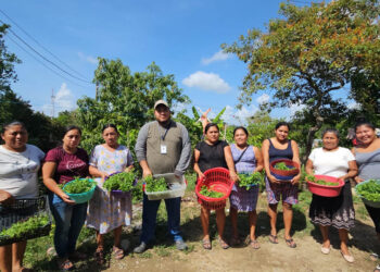 Entregan pilones de hortalizas a familias de Dolores y San Luis