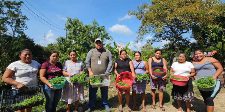 Entregan pilones de hortalizas a familias de Dolores y San Luis