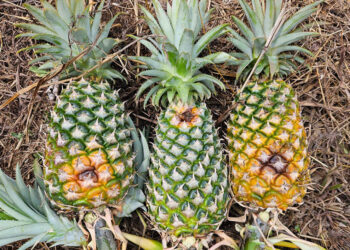 Asistencia técnica fortalece producción de piña en San Francisco, Petén