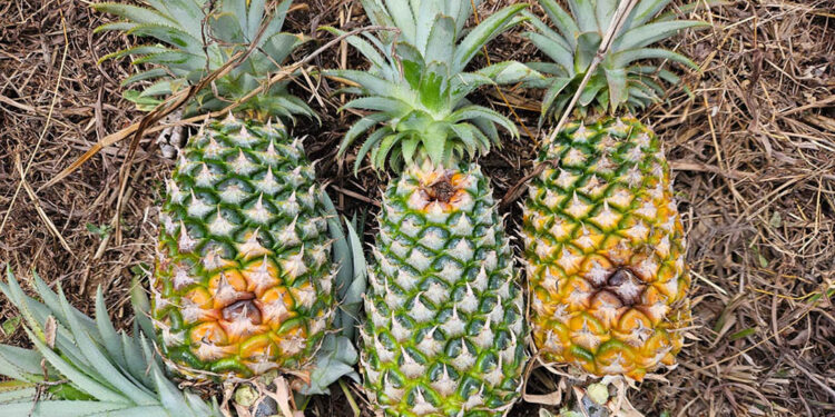 Asistencia técnica fortalece producción de piña en San Francisco, Petén