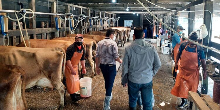 Leche: fuente de proteína y desarrollo