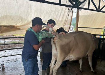 Impulsan mejoramiento genético bovino mediante inseminación artificial
