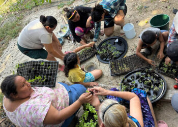 Más de 356 mil familias reciben apoyo para fortalecer su seguridad alimentaria