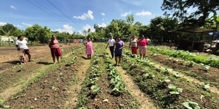 Mujeres de CADER fortalecen conocimientos del cultivo de pepino
