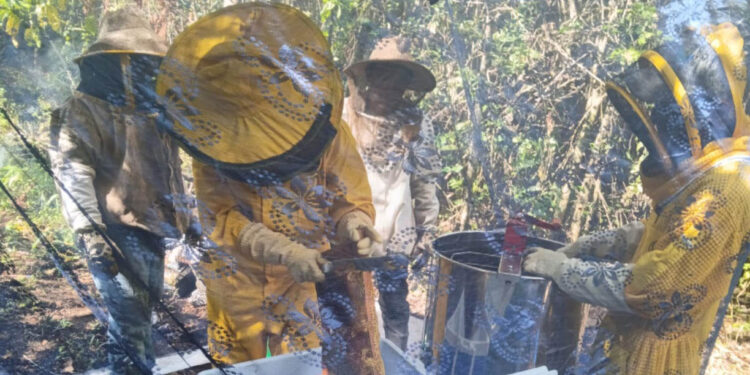 Productores apícolas capacitados para mejorar cosecha de miel y cera