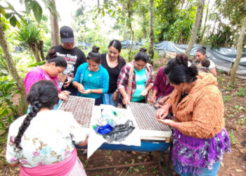 Agricultores de Jalapa fortalecen la producción de hortalizas con asistencia técnica en semilleros