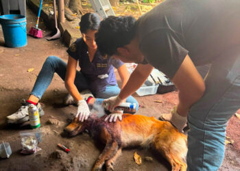 Atienden casos de Gusano Barrenador en tres departamentos del país