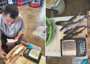 Avanza monitoreo para conocer estado de las poblaciones de peces en Izabal