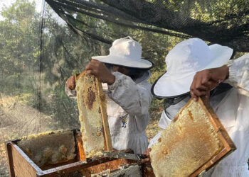 Buenas prácticas fortalecen competitividad de productores en Retalhuleu