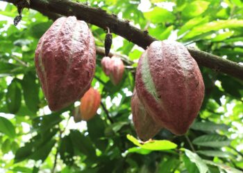 Cacao con raíces ancestrales que impulsan el desarrollo rural