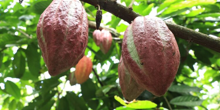 Cacao con raíces ancestrales que impulsan el desarrollo rural