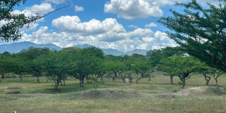 Calor requiere tomar medidas preventivas en 136 municipios