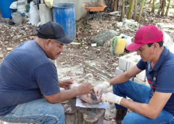 Castración de lechones fortalece producción porcina en Petén