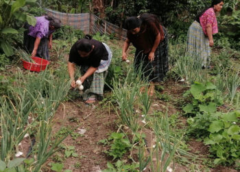 Productoras de Alta Verapaz cosechan cebolla y fortalecen sus ingresos familiares