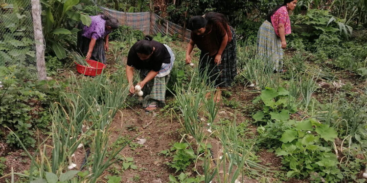 Productoras de Alta Verapaz cosechan cebolla y fortalecen sus ingresos familiares