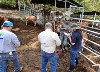 Crean el SINART para el registro y control sanitario para las cadenas pecuaria, acuícola y apícola