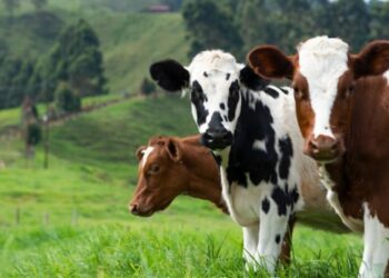 Paso a paso para inscribirse en el Sistema Integrado de Sanidad Agropecuaria -SISAR-