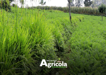 Diccionario Agrícola: Barreras Vivas