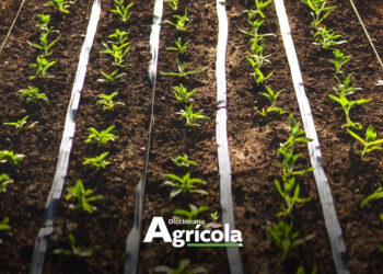 Diccionario Agrícola: Trasplante de Plántulas