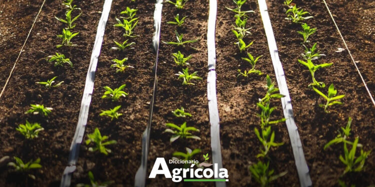Diccionario Agrícola: Trasplante de Plántulas