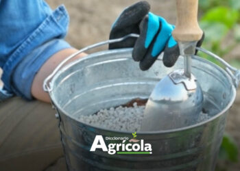 Diccionario Agrícola: Fertilización Fraccionada
