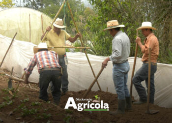 Diccionario Agrícola: Nivel en A
