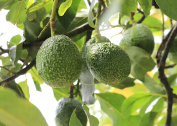 Programa de exportación de aguacate Hass avanza con inspección de fincas