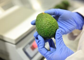 Día Internacional del Aguacate