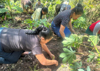 Distribución de pilones de hortalizas fortalece la disponibilidad de alimentos en Jalapa