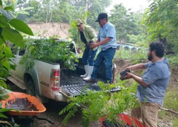 Entrega de plantas forestales fortalece las prácticas agroforestales en Petén