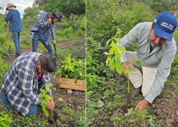 Siembra de árboles ayuda a la conservación forestal en Jalapa