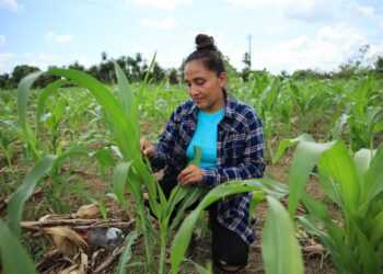 Más de 43 mil pequeños productores ya cuentan con seguro agropecuario