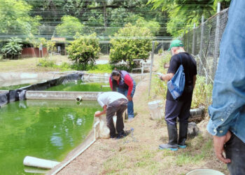 Preparan nuevas liberaciones para repoblar peces en ríos y lagos de Petén